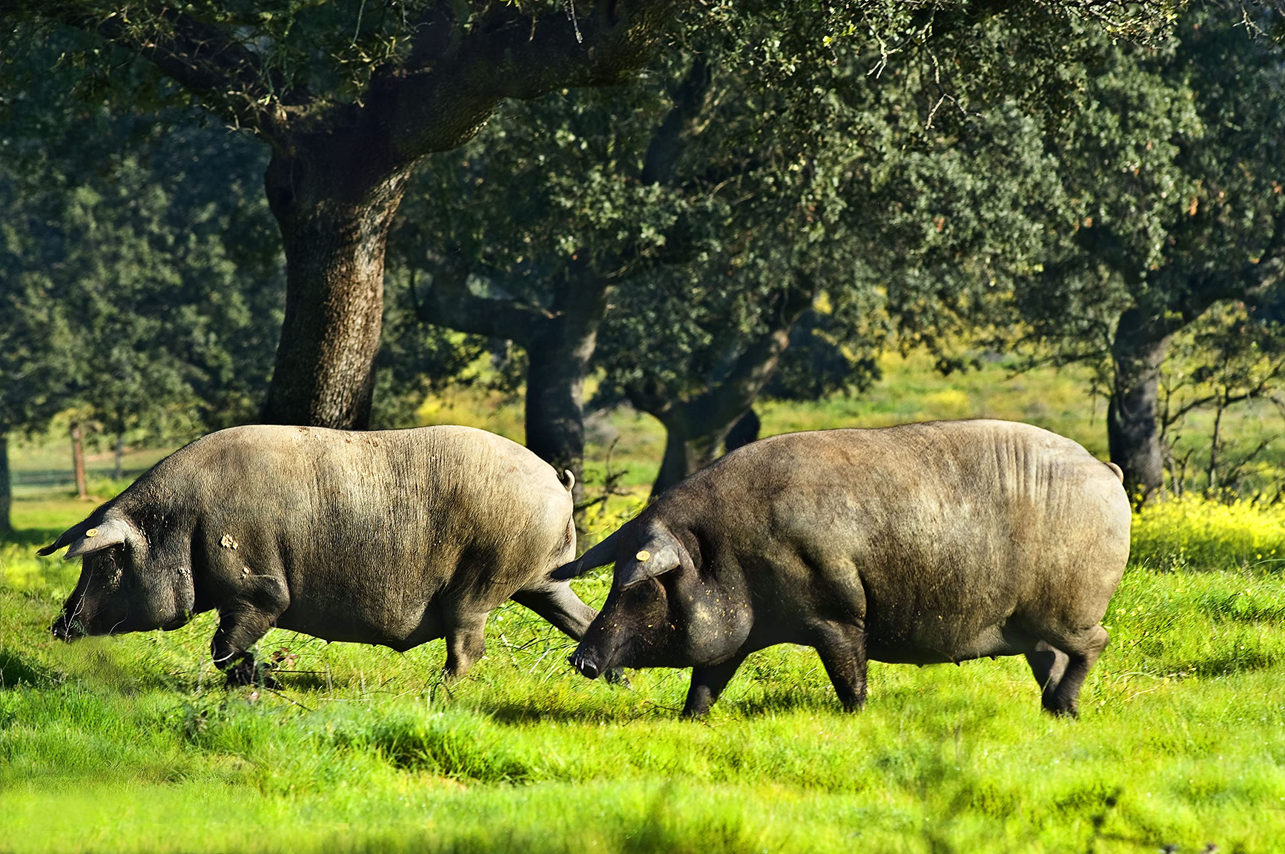 8 Kg Jamón Iberico de Cebo Pata Negra, 100% Natural, Curación de 28-32 meses - Jamón Ibérico de EXTREMADURA | INSIGNIA IBERICA - Imagen 4